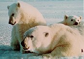 pbears.jpg (7763 bytes)